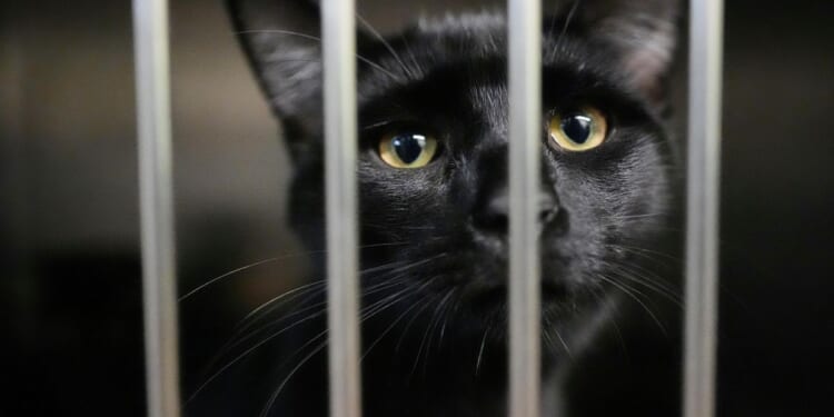 Families on SNAP worry about feeding themselves and their pets