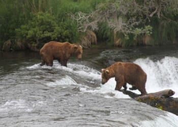 A lawsuit challenges an Alaska program that allows killing bears as a way to rebuild a caribou herd