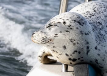 Seal escapes orca hunt by jumping onto photographer's boat