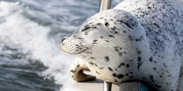 Seal escapes orca hunt by jumping onto photographer's boat