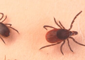 Your Love For Meat Could Be Threatened By A Tick: New Jersey Records First Death