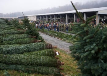 At Pennsylvania wholesale auction, Christmas tree retailers find lots to like
