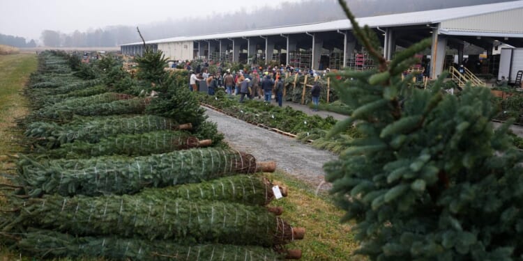 At Pennsylvania wholesale auction, Christmas tree retailers find lots to like