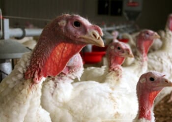 Why Some Lucky Turkeys are Giving Thanks This Thanksgiving Day – Twitchy