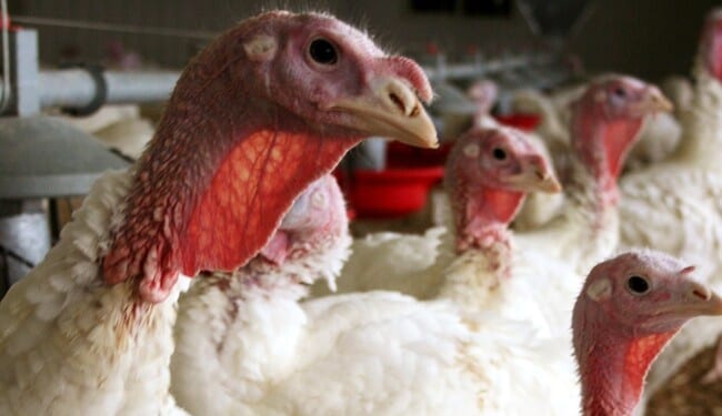 Why Some Lucky Turkeys are Giving Thanks This Thanksgiving Day – Twitchy
