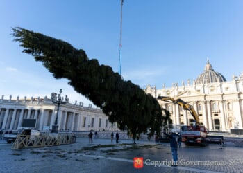 Vatican's 2025 Christmas tree installed in St. Peter's Square