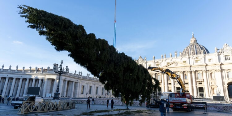 Vatican's 2025 Christmas tree installed in St. Peter's Square