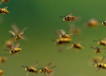 American School Director and His Son Killed by Hornet Swarm in Laos
