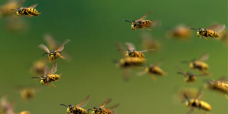 American School Director and His Son Killed by Hornet Swarm in Laos