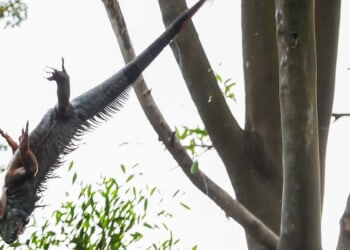 Arctic Blast: Iguanas Raining Down In Florida Thanks To Record-Breaking Temperatures