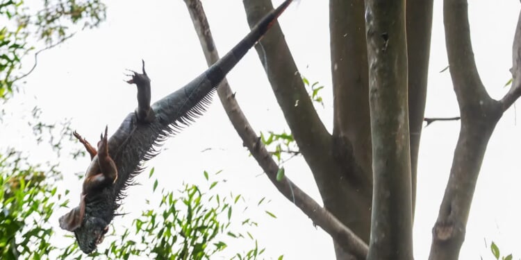 Arctic Blast: Iguanas Raining Down In Florida Thanks To Record-Breaking Temperatures