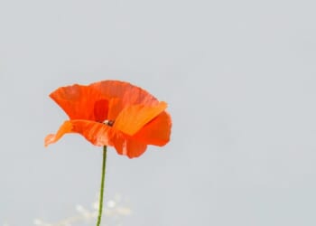 Are nonconformists hypocrites on Remembrance Sunday?