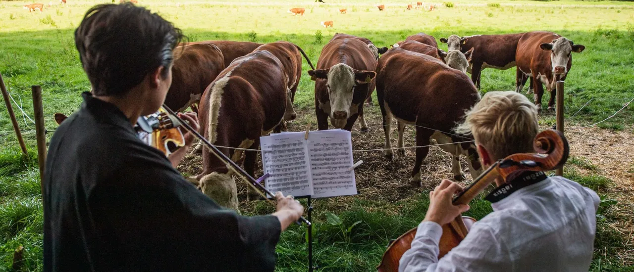 A herd of cows gathers as cellist Jacob Shaw (R) and violinist Roberta Verna (L) play a concert of classical music on June 15, 2021, in Stevns, Denmark. (Photo by JONATHAN NACKSTRAND/AFP via Getty Images)