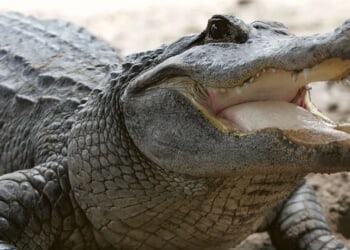 Detroit Mother Finds Alligator In Son’s Bedroom Just Days After His Death