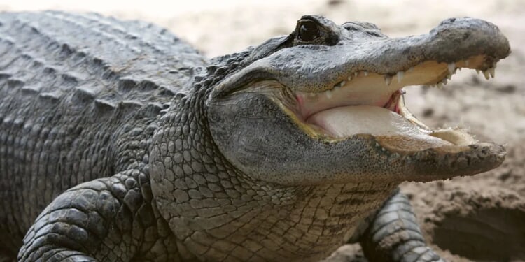 Detroit Mother Finds Alligator In Son’s Bedroom Just Days After His Death