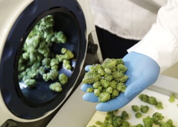 FL Rejects Corporate Weed Push as CO's $3B 'Jackpot' Can't Fix Potholes – Twitchy