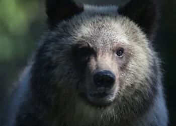 Grizzly Bear Attacks School Trip In Bloody Encounter, Remains At Large