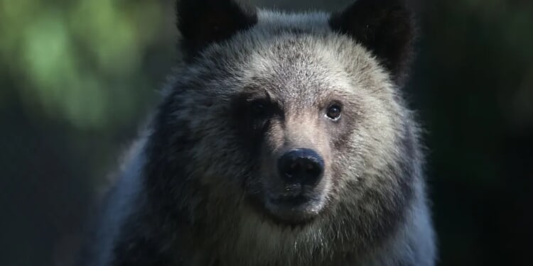 Grizzly Bear Attacks School Trip In Bloody Encounter, Remains At Large