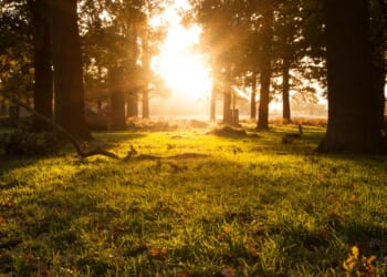 Henry Haslam: Conservatives must make environmental politics their own