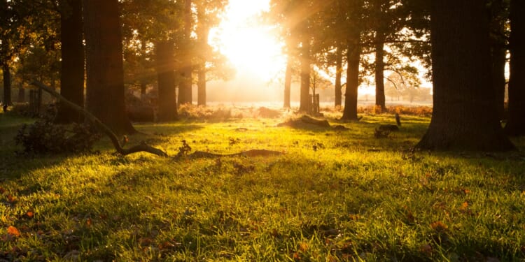 Henry Haslam: Conservatives must make environmental politics their own