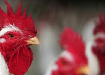 Human Infected With New Strain Of Bird Flu Previously Only Seen In Animals
