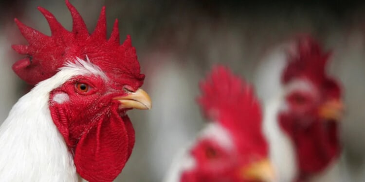 Human Infected With New Strain Of Bird Flu Previously Only Seen In Animals