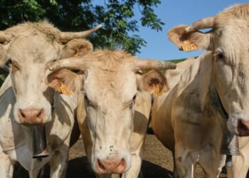 Men On Way To School Shoot Cow In Head For No Reason, Farmers Allege. Police Make Arrests