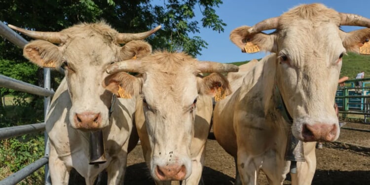 Men On Way To School Shoot Cow In Head For No Reason, Farmers Allege. Police Make Arrests