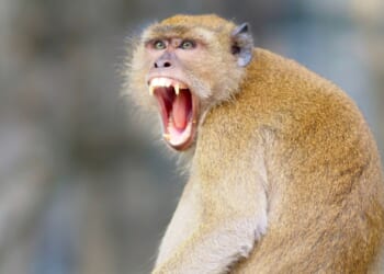 Mississippi Mom Shoots Escaped Lab Monkey to Protect Her Kids [WATCH]
