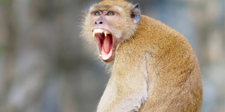 Mississippi Mom Shoots Escaped Lab Monkey to Protect Her Kids [WATCH]