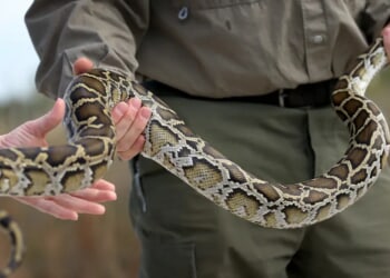 Northern Watersnake Caught On Video Swallowing Massive Catfish In North Carolina