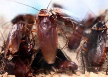 OANN Reportedly Fires Producer After He Shared Cartoon Comparing Jews To Scheming Cockroaches