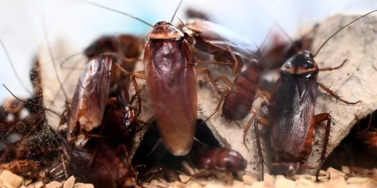 OANN Reportedly Fires Producer After He Shared Cartoon Comparing Jews To Scheming Cockroaches