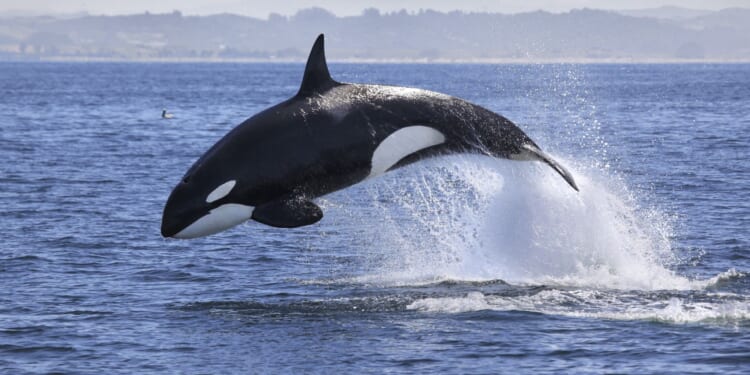 Orcas Flip Great Whites Sharks, Tear Out and Eat Their Livers in Brutal New Nature Video [WATCH]