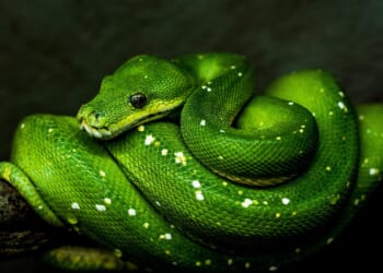 Peter Franklin: Time for a Conservative fight back against the Green Party