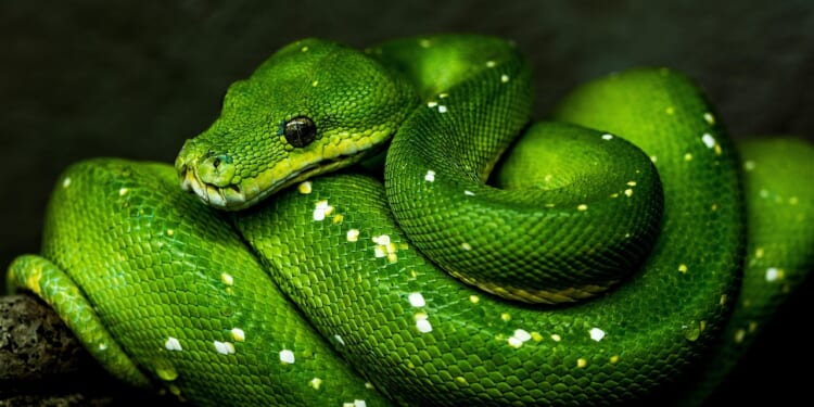 Peter Franklin: Time for a Conservative fight back against the Green Party