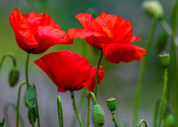 Sarah Ingham: We remember them, but we aren't funding them properly