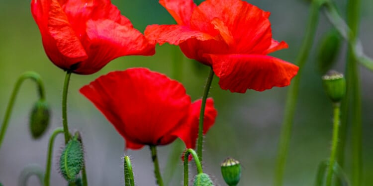 Sarah Ingham: We remember them, but we aren't funding them properly