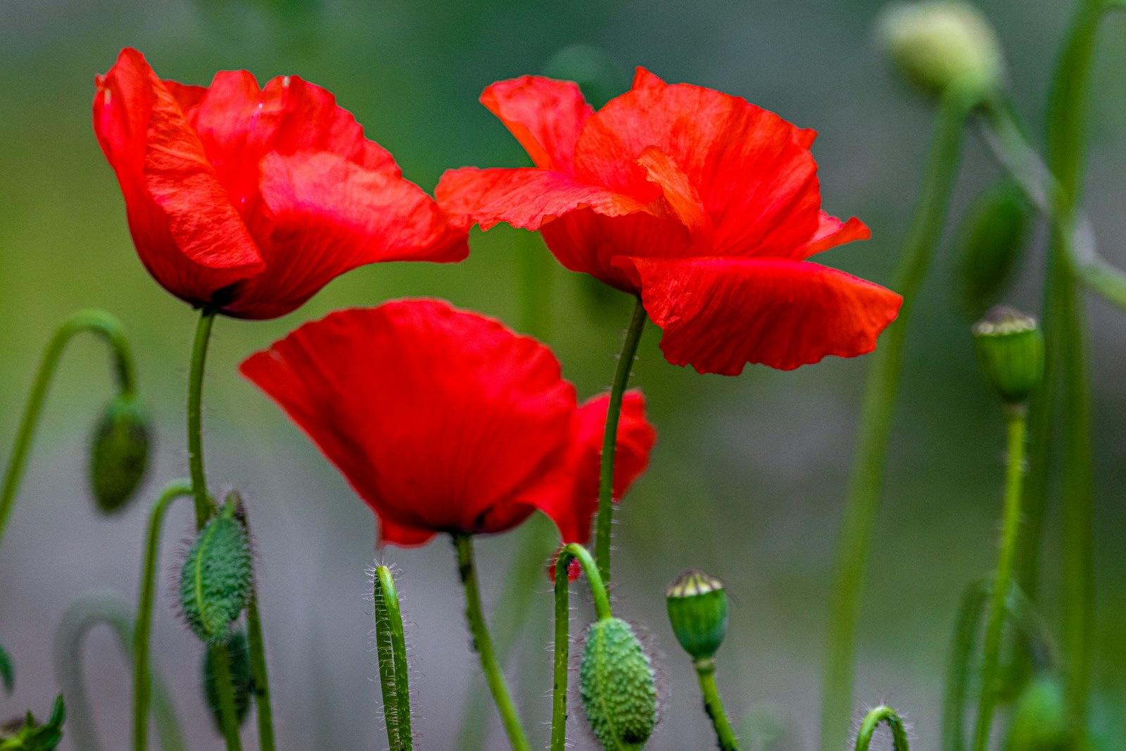 Sarah Ingham: We remember them, but we aren't funding them properly