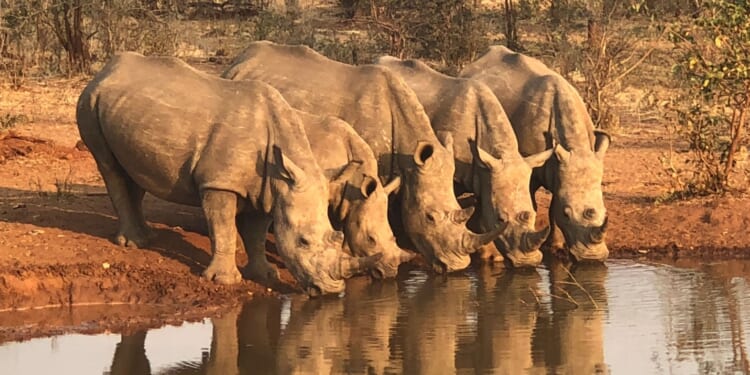 Scott Jennings Tells Establishment Republicans to 'F All the Way Off' [WATCH]