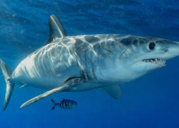 Shark Launches From Sea Onto Fishing Boat, Passengers Stunned [WATCH]