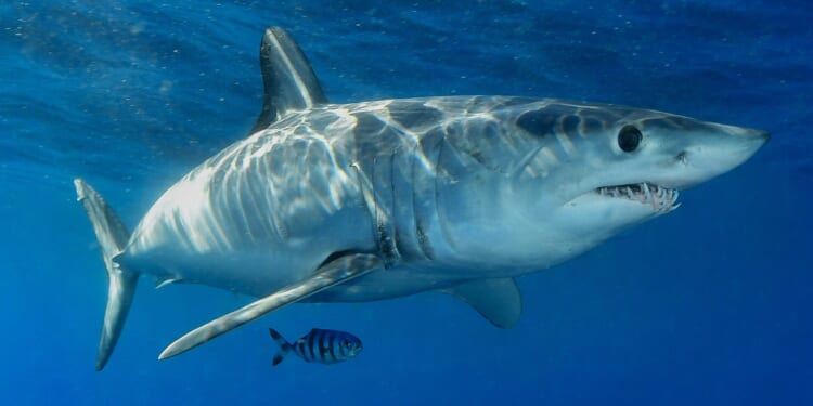 Shark Launches From Sea Onto Fishing Boat, Passengers Stunned [WATCH]