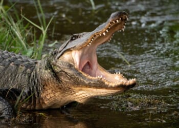 South Carolina Mom Catches Giant Alligator Just Months After Giving Birth [WATCH]