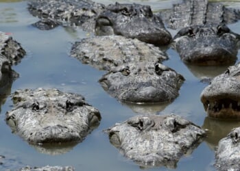 South Carolina Woman Catches 12-Foot, 597-Pound Alligator Just Months After Having Baby