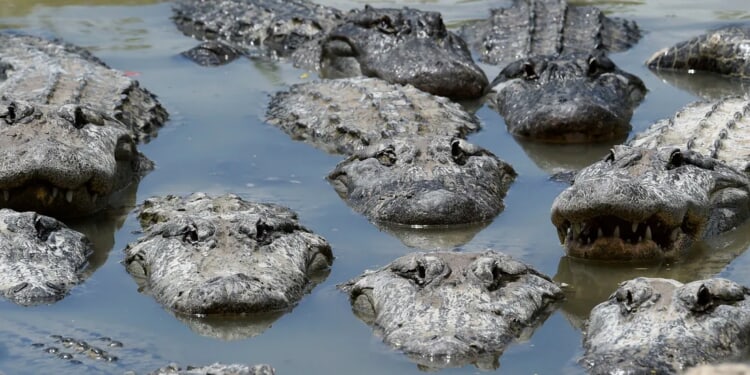 South Carolina Woman Catches 12-Foot, 597-Pound Alligator Just Months After Having Baby