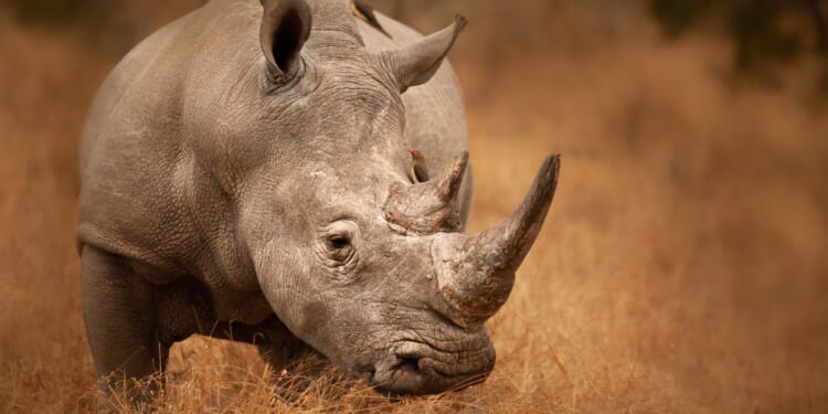 Squishy Indiana Republican Sinks GOP Effort Over 'Seriously Retarded' Tim Walz Remark