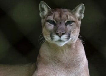 Texas Hikers Catch Mountain Lion Staring Them Down In Tense Video