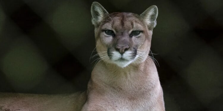 Texas Hikers Catch Mountain Lion Staring Them Down In Tense Video