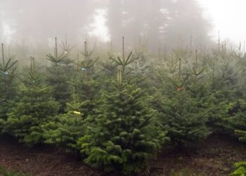 The Five Families: New Doc Goes Into Cutthroat Christmas Tree Business Involving Mafia And Murder