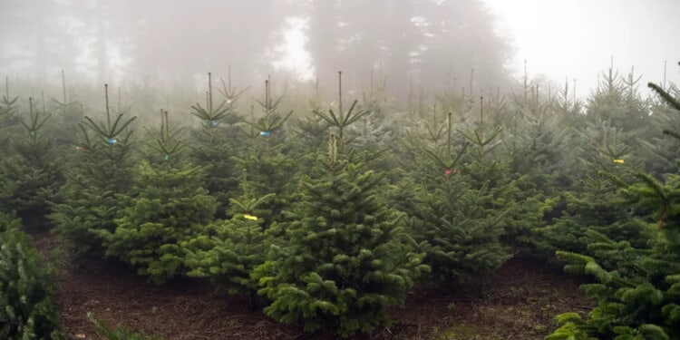 The Five Families: New Doc Goes Into Cutthroat Christmas Tree Business Involving Mafia And Murder